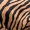 Camel Zebra Print Shoulder Padded Midi Dress - Image 4