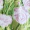 Green Floral Print Short Puff Sleeve Gathered Side Mini Dress - Image 7