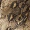 Khaki Snake Print Jumpsuit With Knot Front - Image 7
