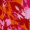 Pink And Orange Frill Detail Dipped Hem Skirt - Image 7