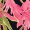 Pink Tropical Flower Print Tie Front Puff Sleeve Mini Dress - Image 6