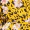 Yellow Animal Print Wrap Top - Image 6